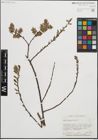 Foto von Salix humilis Marshall
